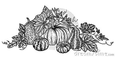 Vector illustration of a bush of 5 different pumpkins Vector Illustration